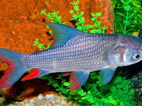 Báu vật sông Đà: Từng được tiến Vua, thuộc nhóm "Ngũ quý hà thủy", thế giới chỉ 3 nước có