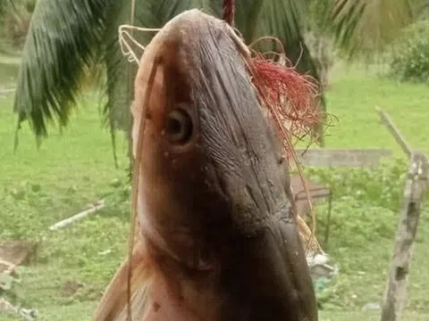 Mổ bụng cá trê, ngư dân sốc nặng khi thấy thứ đáng sợ bên trong