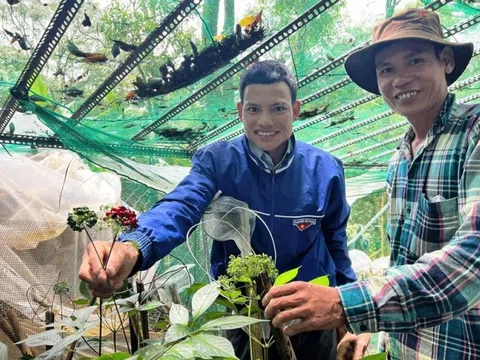 Giúp nhau làm giàu từ sâm Ngọc Linh