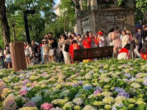 “Biển” cẩm tú cầu giữa lòng Hà Nội hút khách check-in dịp Quốc khánh 2/9