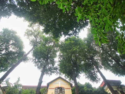 “Báu vật” hơn 100 tuổi giữa lòng Hà Nội: Vì sao sao đen sống lâu bậc nhất?