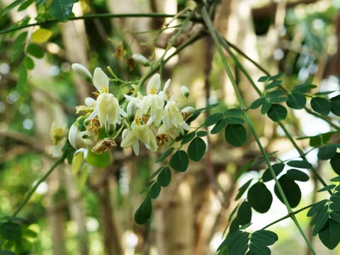 Tưởng trà xanh là số 1 chống oxy hóa cho phụ nữ, ai ngờ quán quân là loại lá chưa tới 50.000đ/kg bán đầy chợ Việt