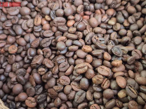 Giá cà phê hôm nay 27-8: Robusta tăng 5 phiên liên tục, cà phê Việt giảm thị phần tại Nhật