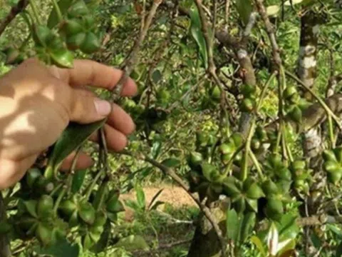 Báu vật có nhiều ở Việt Nam nhưng trên thế giới cực hiếm, được người Trung Quốc thích mê: Vừa là gia vị, vừa là thuốc tốt
