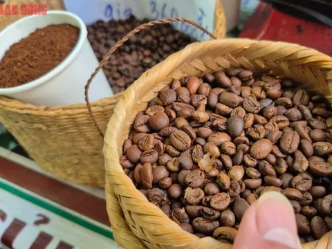Giá cà phê hôm nay 29-8: Mạch tăng giá bị cắt, Mỹ trồng cà phê