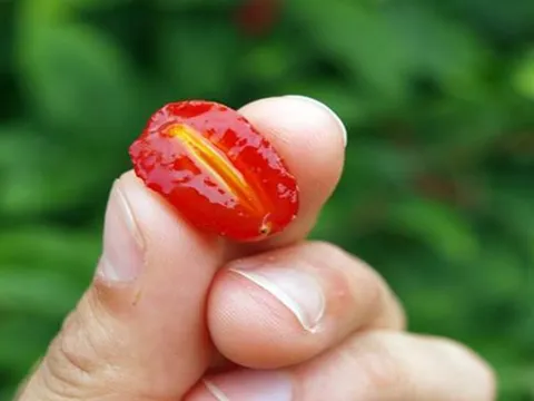 Loại cây ở Việt Nam trồng bạt ngàn, sang "trời tây" giá 3,5 triệu đồng/cây