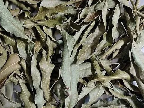 Cây người Việt chỉ ăn quả, không ngờ lá quý như "nhân sâm của người nghèo", ở quê mọc um tùm