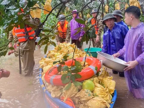 Nông dân Hà Tĩnh chèo thuyền thu hoạch bưởi Phúc Trạch trước bão