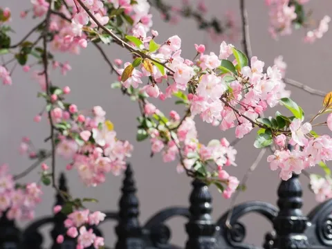 3 cây trồng trong sân là gia đình thịnh vượng, vàng ngọc đầy kho, 10 nhà trồng thì 11 nhà phất lên