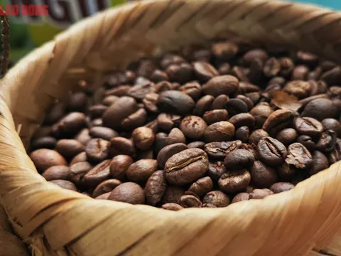 Giá cà phê hôm nay 1-9: Sốt hơn vàng, tăng tiếp hay không?