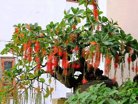 Ông bà xưa dặn: Trồng được 1 trong 5 loại cây này trong nhà, con cháu đời sau ắt hưởng phúc lộc