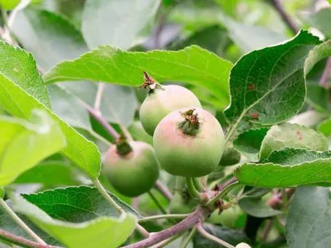 Loại quả được đánh giá "tốt nhất thế giới", ở chợ Việt mua đâu cũng có