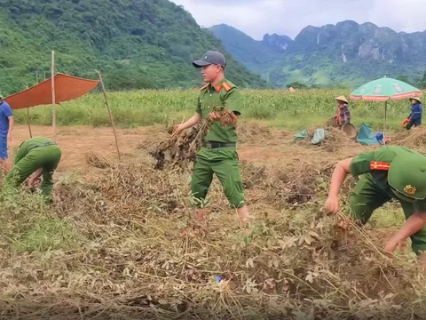VIDEO: Xúc động hình ảnh Công an xắn quần, lội ruộng giúp dân thu hoạch lạc ngày Quốc khánh
