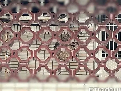 Dọn dẹp ban công, người phụ nữ bị "sinh vật lạ" tấn công phải nhập viện