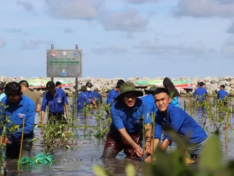 Hiệu quả kép từ các công trình chống sạt lở ở Cà Mau