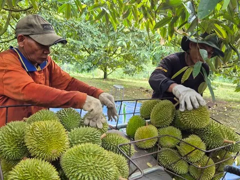 Sầu riêng tăng giá, xuất khẩu rau quả hồi phục