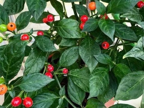 Loại quả đắt đỏ bậc nhất thế giới, 900 triệu đồng/kg, ở Việt Nam có người trồng thành công