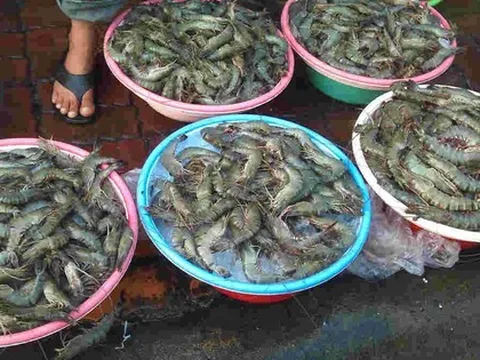Chủ tiệm hải sản nói thẳng: “Chỉ người không biết mới mua 4 loại tôm này, cực hại sức khỏe, nhớ tránh xa"
