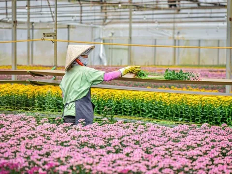 Chủ chuỗi bán hoa Dalat Hasfarm vừa chốt thương vụ hơn 4.600 tỷ