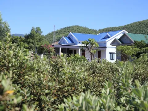Loài cây hoang dại cho quả tím biếc, bất ngờ thành "cây làm giàu" ở dãy Hoành Sơn