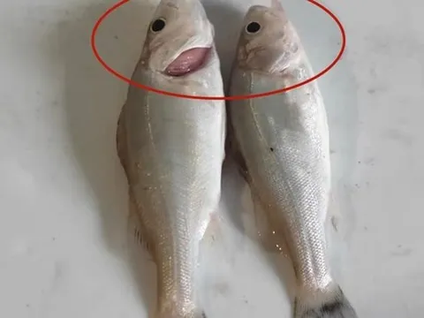 Tôi vừa mới phát hiện ra: 4 loại cá này chứa kim loại nặng và ký sinh trùng, vì sức khỏe của bạn và gia đình nên ăn ít lại!