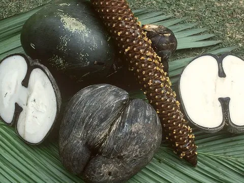 Loại hạt khổng lồ đắt đỏ bậc nhất thế giới, mỗi hạt giá 71 triệu đồng