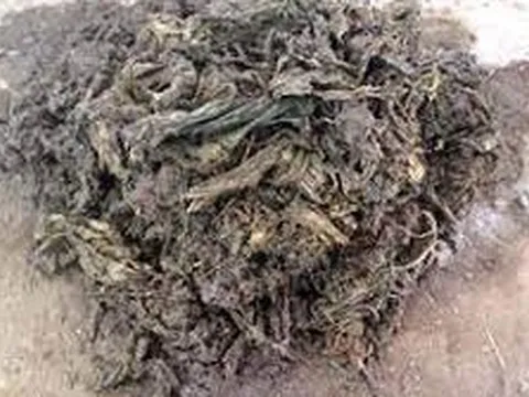 Các bác sĩ sốc nặng khi lấy ra thứ "đáng sợ" nặng 40 kg từ dạ dày con bò hoang