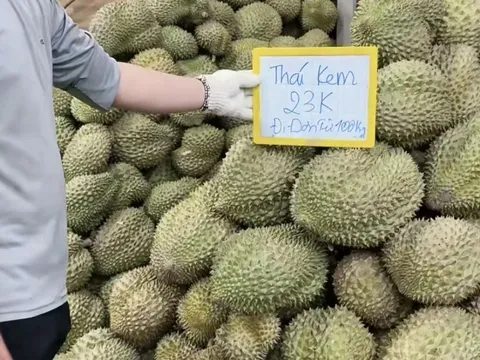 Giá sầu riêng rớt mạnh, nhà vườn tiếc hùi hụi vì không bán sớm