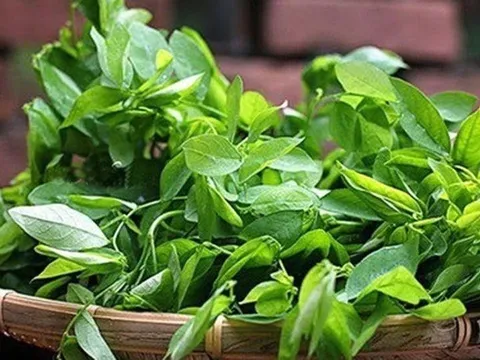 Loại rau được ví là "thần dược của sản phụ", rẻ hơn rau lang, rau cải: Ở Việt Nam chỉ nấu canh là quá phí