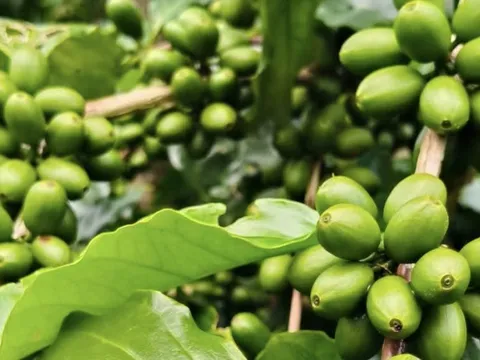 Giá cà phê hôm nay 11-9: Tăng mạnh và lợi thế mới của cà phê Việt