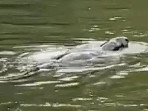 Sinh vật bí ẩn xuất hiện trên sông Thames gây liên tưởng đến quái vật hồ Loch Ness
