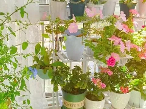 3 loại hoa tuyệt đối không nên trồng trong nhà: Hoa có thể nở rộ nhưng gia chủ thì khó hanh thông