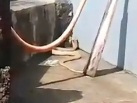 Người dân hoảng hồn khi phát hiện rắn hổ mang trắng quý hiếm dài 2,4m trong sân nhà