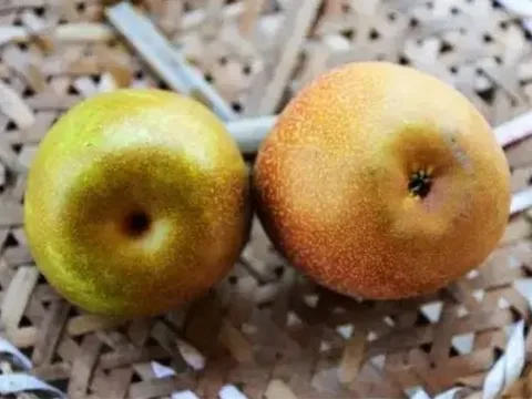Mua lê đừng dựa vào kích thước, biết 5 điều này sẽ chọn được lê ngon