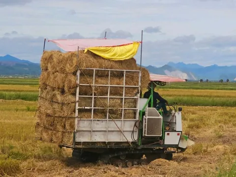 Cách "hái ra tiền" của một vùng quê ở Quảng Trị