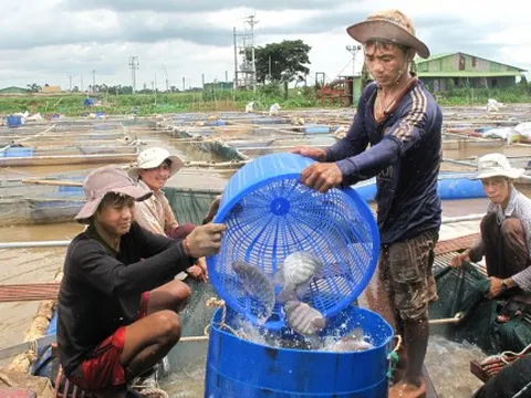 Cá rô phi - mặt hàng xuất khẩu đầy tiềm năng