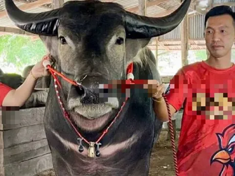 Anh nông dân có con trâu "khủng", đại gia vác 4,5 tỷ đồng trả tại chỗ