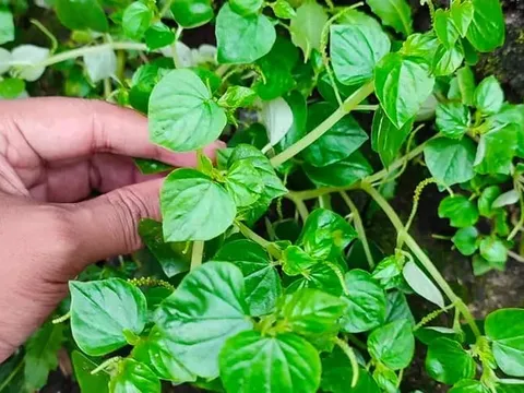 Loại rau có tên lạ, không trồng vẫn mọc đầy vườn lại cực tốt cho sức khỏe