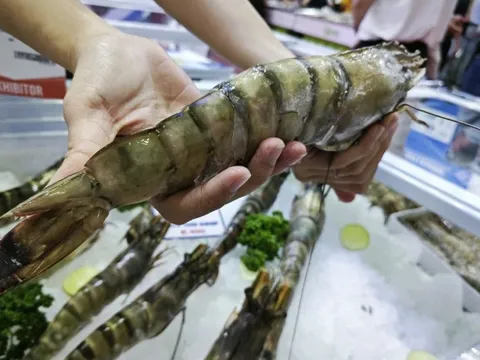 Trung Quốc ồ ạt mua tôm Việt, lần đầu soán vị trí nhập khẩu số 1 từ Mỹ