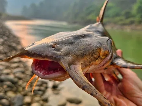Báu vật Sông Đà: Được mệnh danh là "ngũ quý hà thủy”, là cá nhưng không tanh, thơm ngon như "thuốc bổ tự nhiên"
