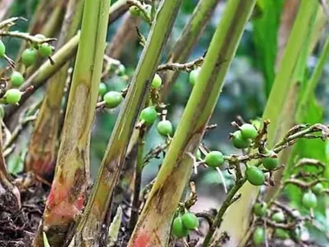 Loại quả được đánh giá "tốt bậc nhất thế giới" giá 2 triệu đồng/kg, ở Việt Nam trồng bạt ngàn