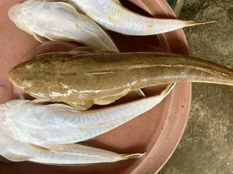 Loại cá "nhà nghèo" nhưng là đặc sản mang hương vị đậm đà được dân sành ăn săn lùng