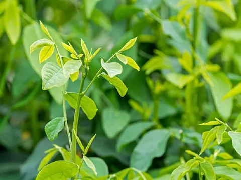 Loại rau từng để làm hàng rào, nay thành “cây tiền tỷ”, thị trường luôn “cháy hàng”