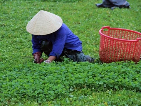 Rau dại mọc bờ ruộng nay thành cây “hái ra tiền”, được ví như sâm xanh: Thu bạc tỷ mỗi năm