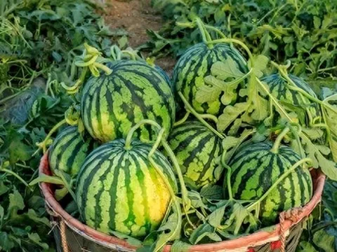 Nhờ lão nông trồng dưa hấu nhắc nhở, tôi vội "mách" lại cho người nhà, kể từ đó đều mua được loại ngon "10 quả như 1"