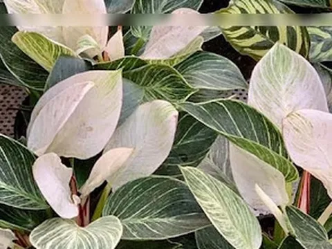 2 loại cây cảnh tưởng bình dị nhưng là "báu vật" người giàu thích mê: Không chỉ đẹp, còn là biểu tượng hút đầy tài lộc phú quý, tốt sức khỏe cả nhà