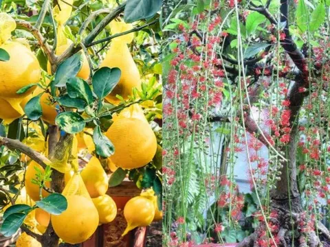 Ông bà dặn: "Trồng cây là gieo phúc" - 5 loài cây nên trồng để dòng họ thịnh, con cháu bình an!