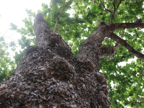 Những “cụ bàng” trăm tuổi trụ vững giữa gió biển Côn Đảo: Vì sao có thể sống lâu đến vậy?