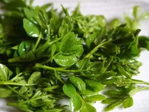 Cây xưa chỉ lấy quả, nay hái lá non kiếm bộn tiền