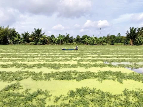 Trồng loại rau dân dã ‘bò’ trên mặt nước, người Việt thu hàng chục triệu/tháng: Ăn vào mát gan, dễ ngủ